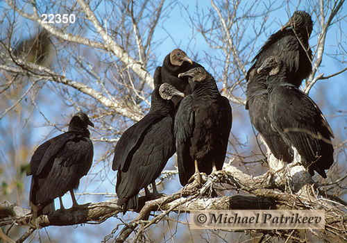 American Black Vulture (Coragyps atratus)